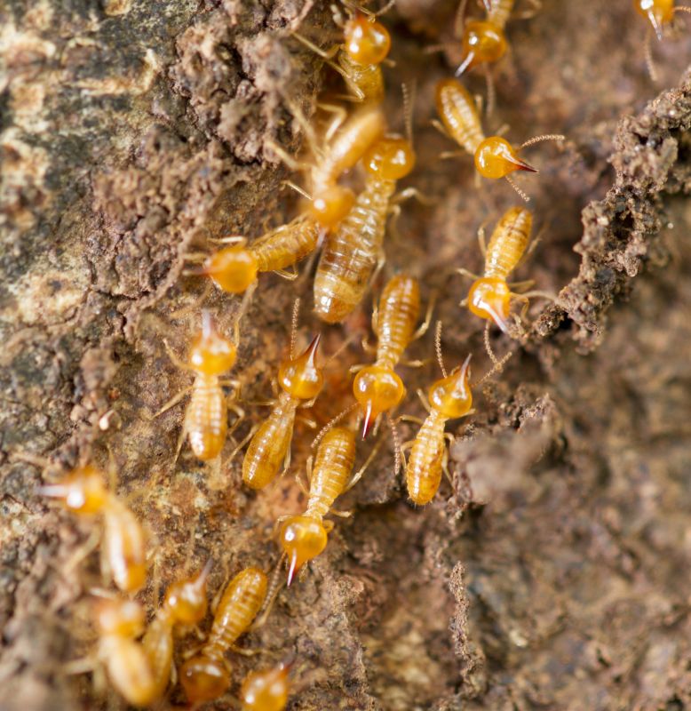Increase Your Termite Damage Repair Business with an AI Driven, Targeted Website
