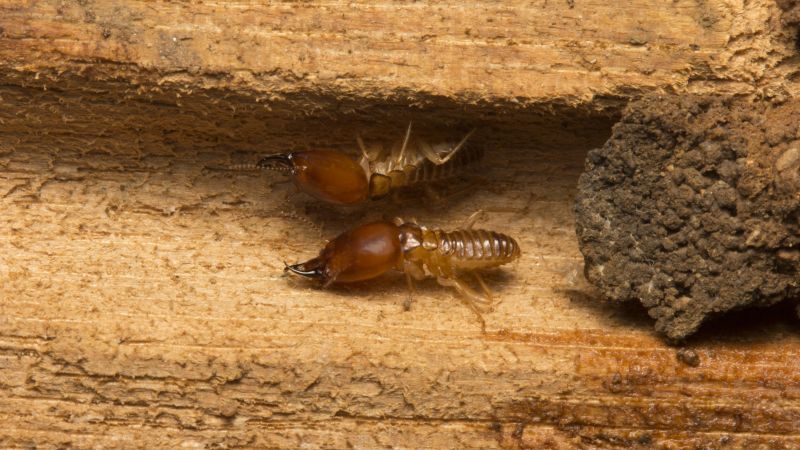 Local Termite Damage Repair pros at work