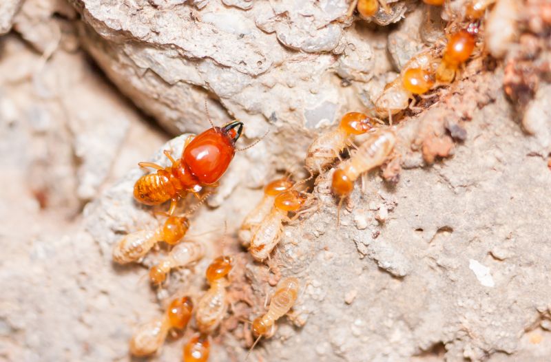 Termite Damage Repair Services