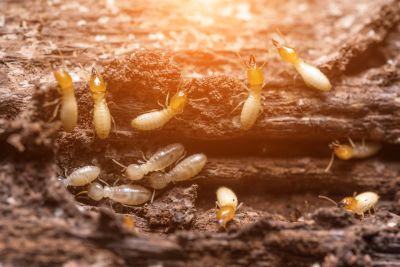 Termite Damage Repair Solutions