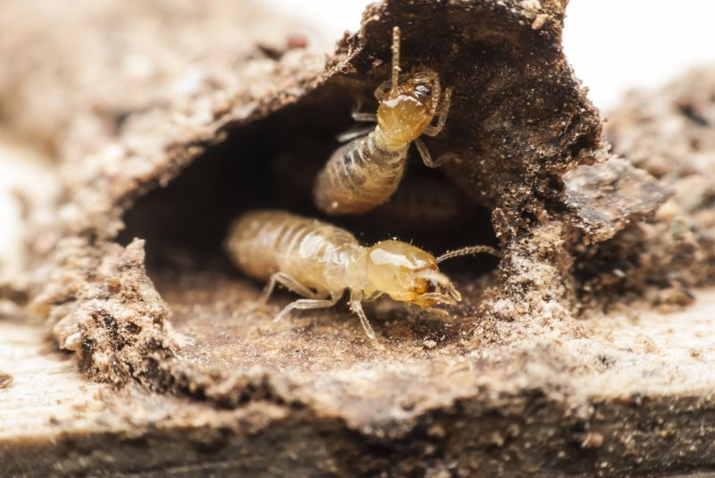 Subterranean Termites