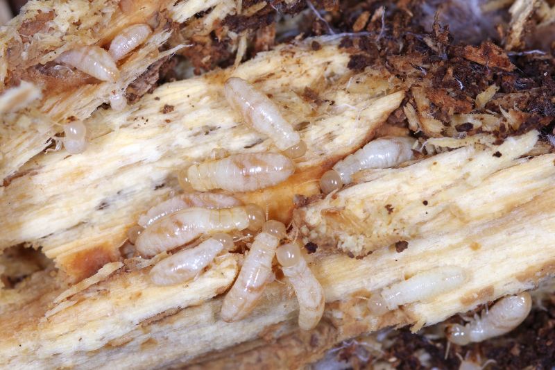 Drywood Termites