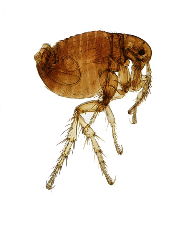 Flea Infestation