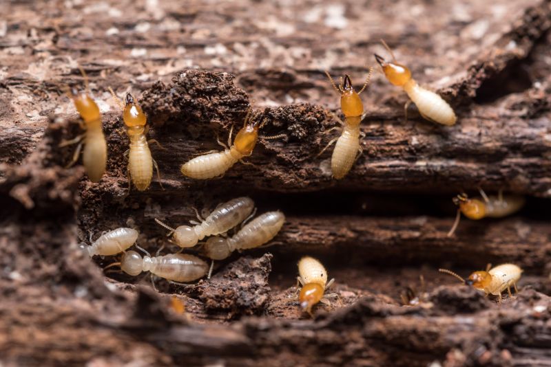 How Termites Threaten Commercial Buildings And Structures