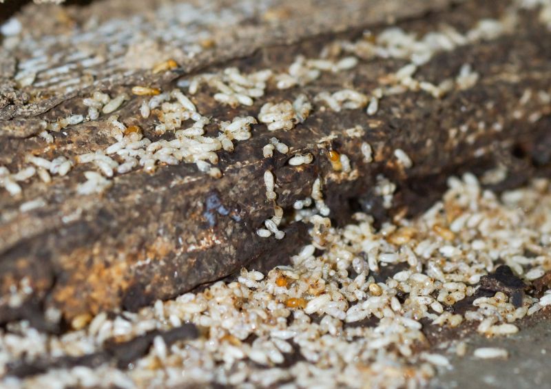 How Termites Threaten Commercial Buildings And Structures