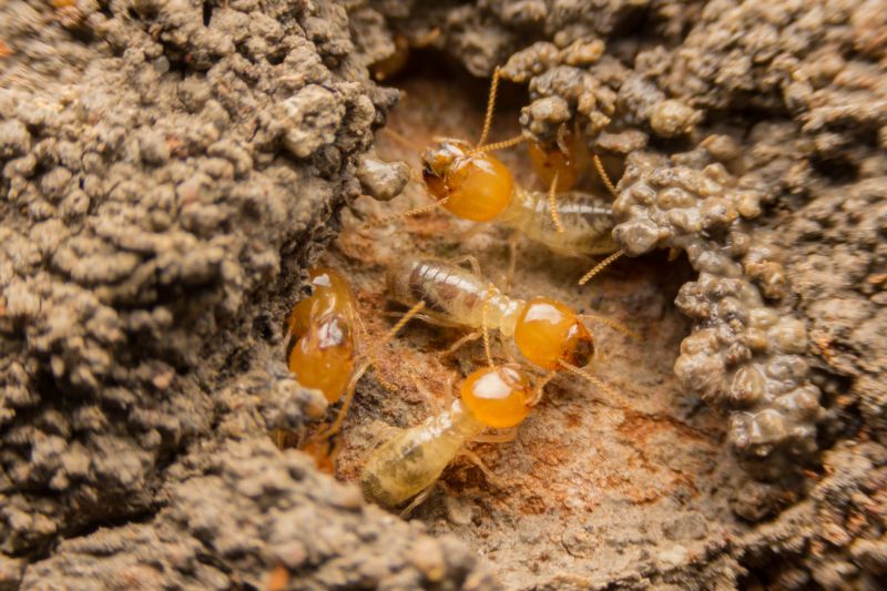 Preventing Termite Infestations In Offices, Warehouses, And Retail Spaces
