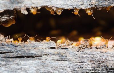 Preventing Termite Infestations In Offices, Warehouses, And Retail Spaces