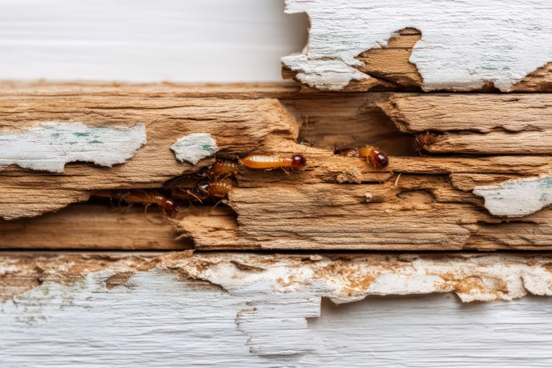 Termite Damage Repair