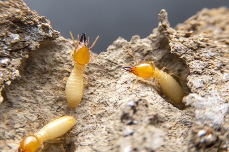 Termite Damage Repair
