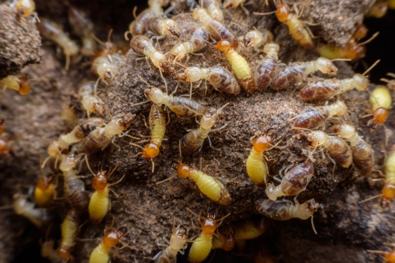 The Hidden Costs Of Termite Damage In Commercial Buildings